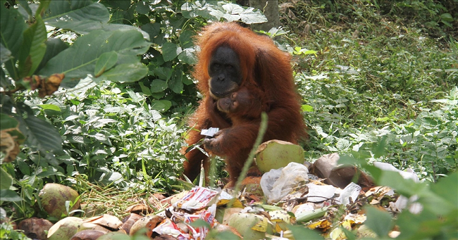 Orangutanların bitki ile tedavisi görüntülendi
